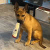 Phat Jay - Plush Dog Toy