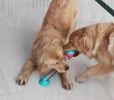 Chew Rope w/ Suction Cup
