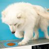 2pcs Dog Lick Pad Pet Shower Grooming Slow Feeder Dog Distraction Mat