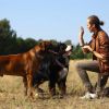 Dog Training Collar with Remote Rechargeable Electronic Shock Collar 2 pack