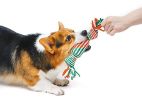 Dog Rope Toy 4 pc kit