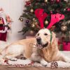 Christmas Rope 5pc Pack