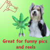 Mary Jane Plush Dog Toy