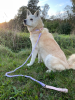 Luxe Royal Leather Rope Leash and Collar Set