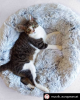 Mr. Peanut's OrthoPlush Pet Bed