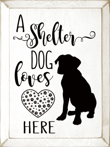 A shelter dog loves here