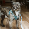 Step-In Denim Harness