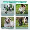 PawPartner Dog Giggle Ball